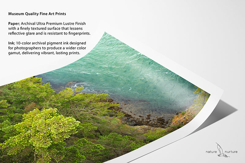 Saltwater Forest II