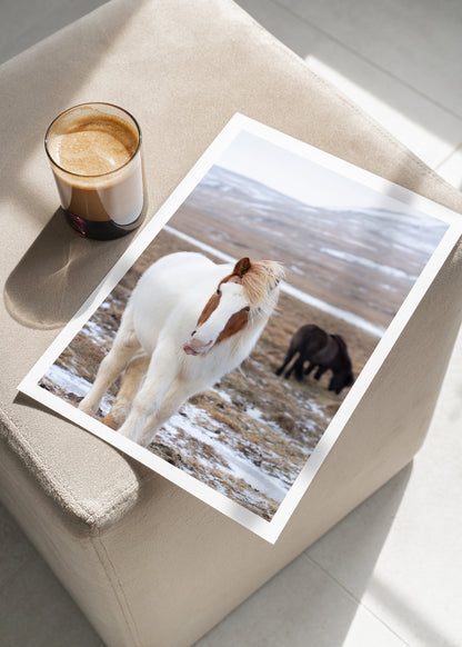 Curious Icelandic Horse