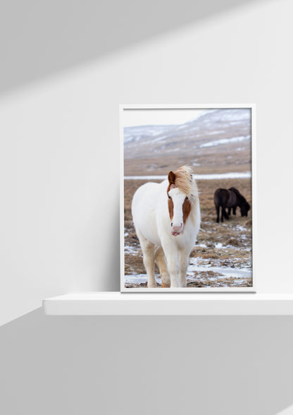 Curious Icelandic Horse