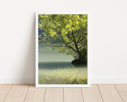 Sunken Forest