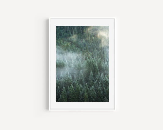 Forest Fog