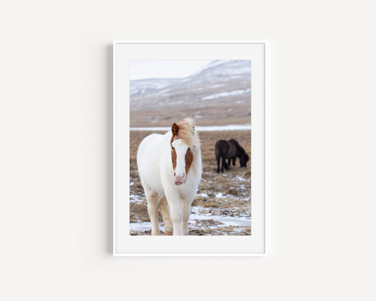 Curious Icelandic horse
